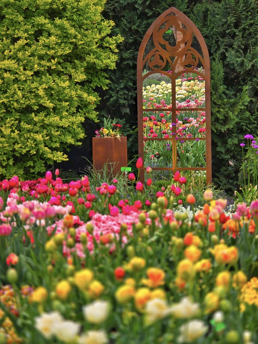 Tulipany w Ogrodzie Botanicznym UWr