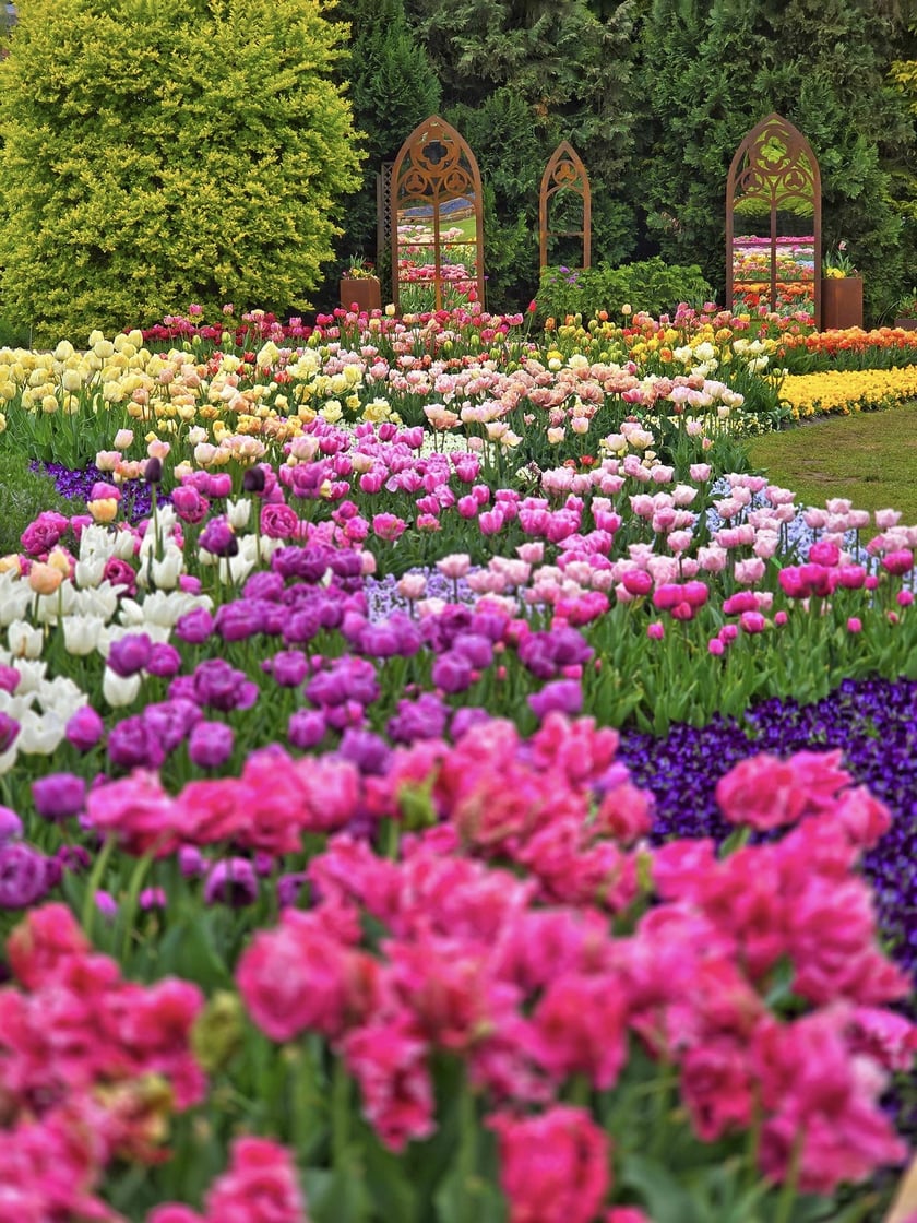Tulipany w Ogrodzie Botanicznym UWr