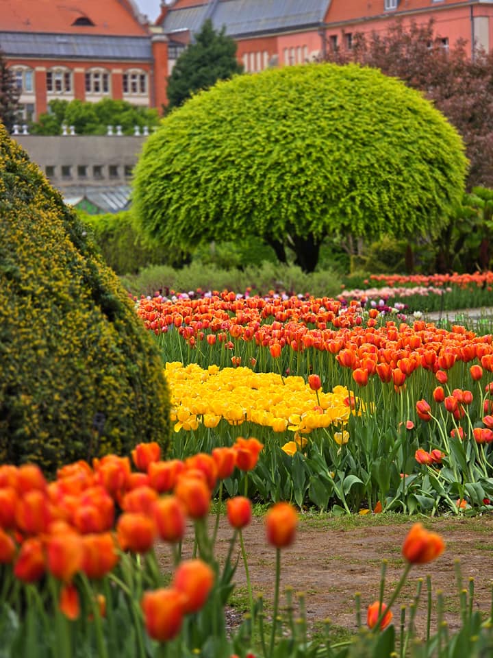 Tulipany w Ogrodzie Botanicznym UWr