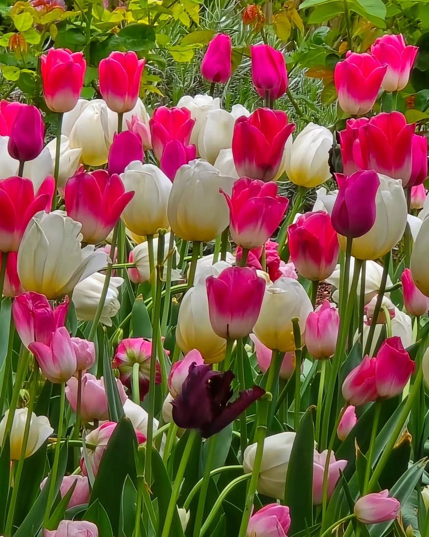 Tulipany w Ogrodzie Botanicznym UWr