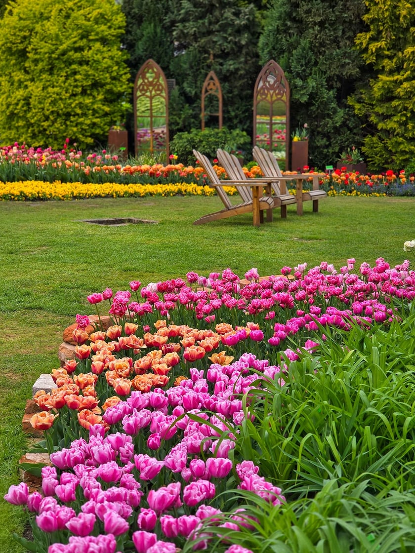 Tulipany w Ogrodzie Botanicznym UWr