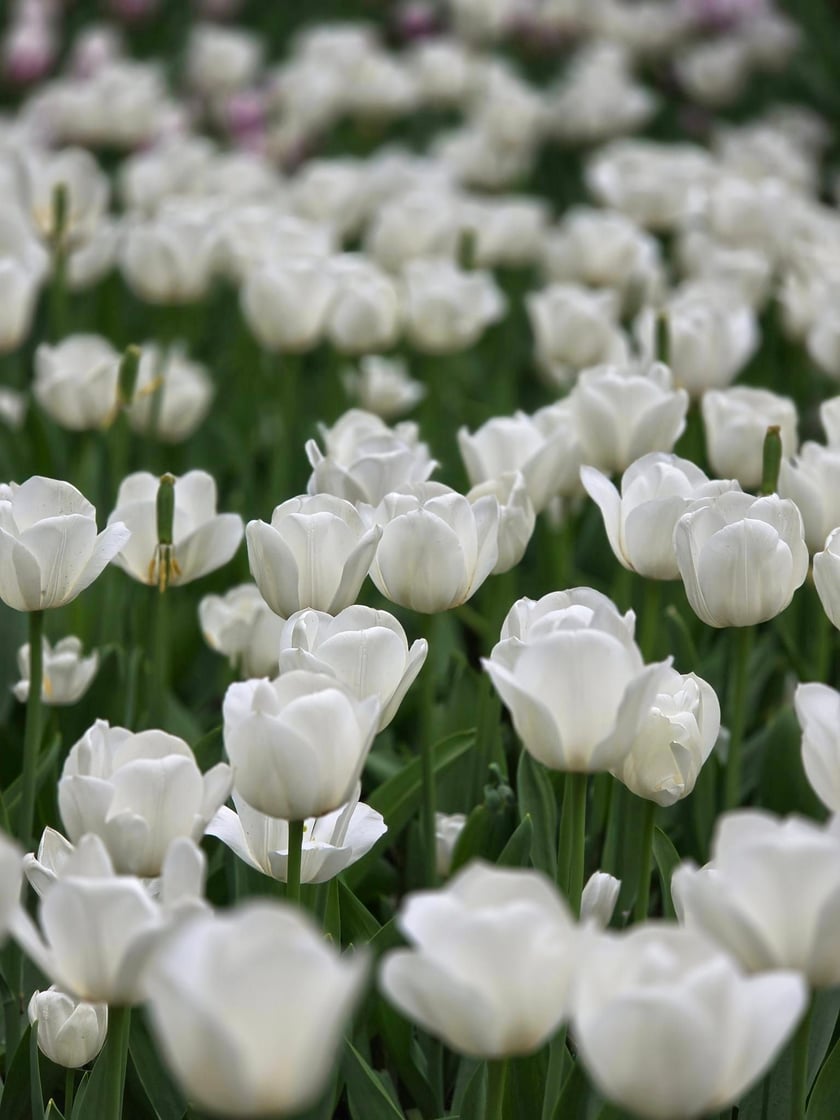 Tulipany w Ogrodzie Botanicznym UWr