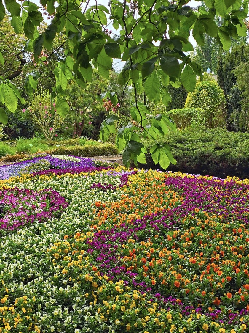 Kwiaty w Ogrodzie Botanicznym