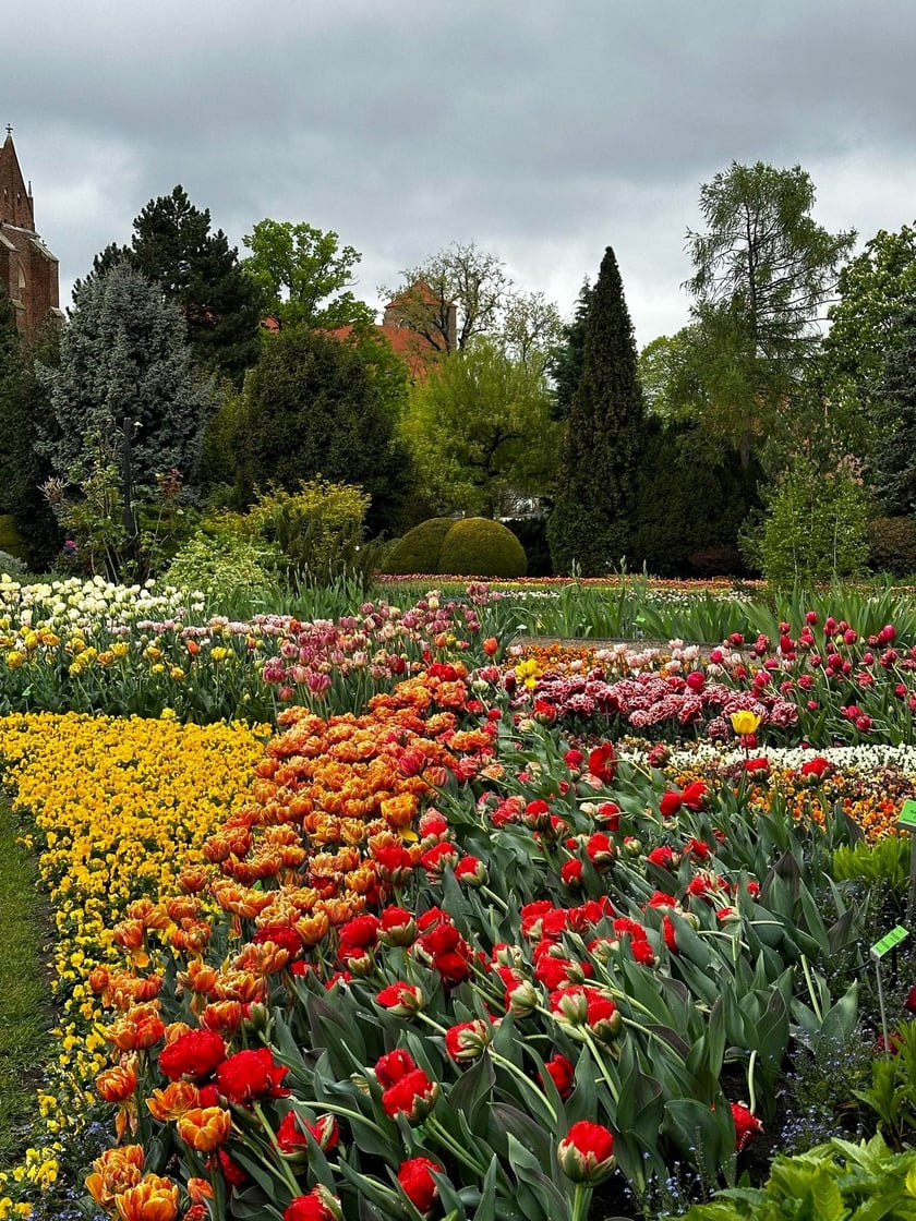 Tulipany i inne kwiaty w Ogrodzie Botanicznym UWr