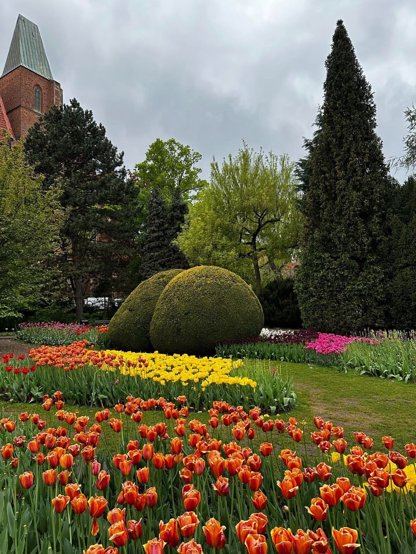 Tulipany w Ogrodzie Botanicznym UWr