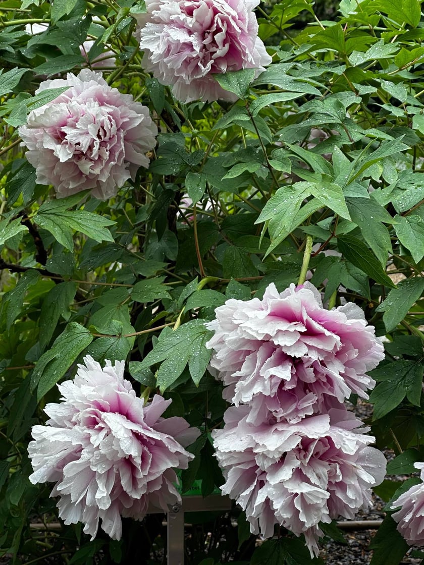 Ogr&oacute;d Botaniczny&nbsp;