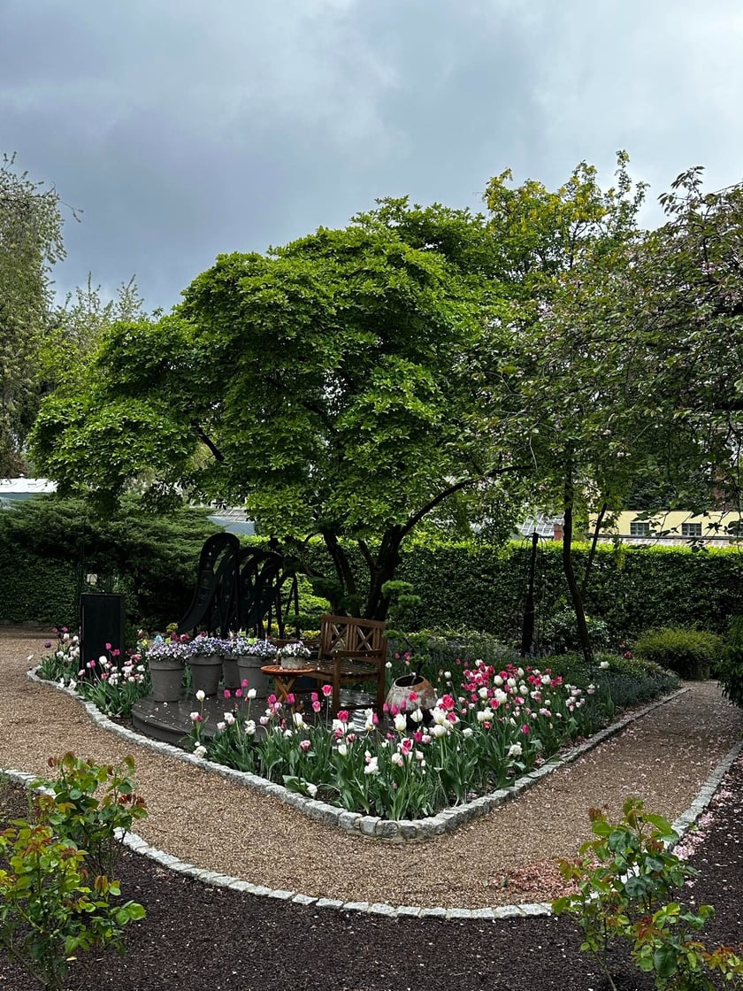 Tulipany w Ogrodzie Botanicznym UWr