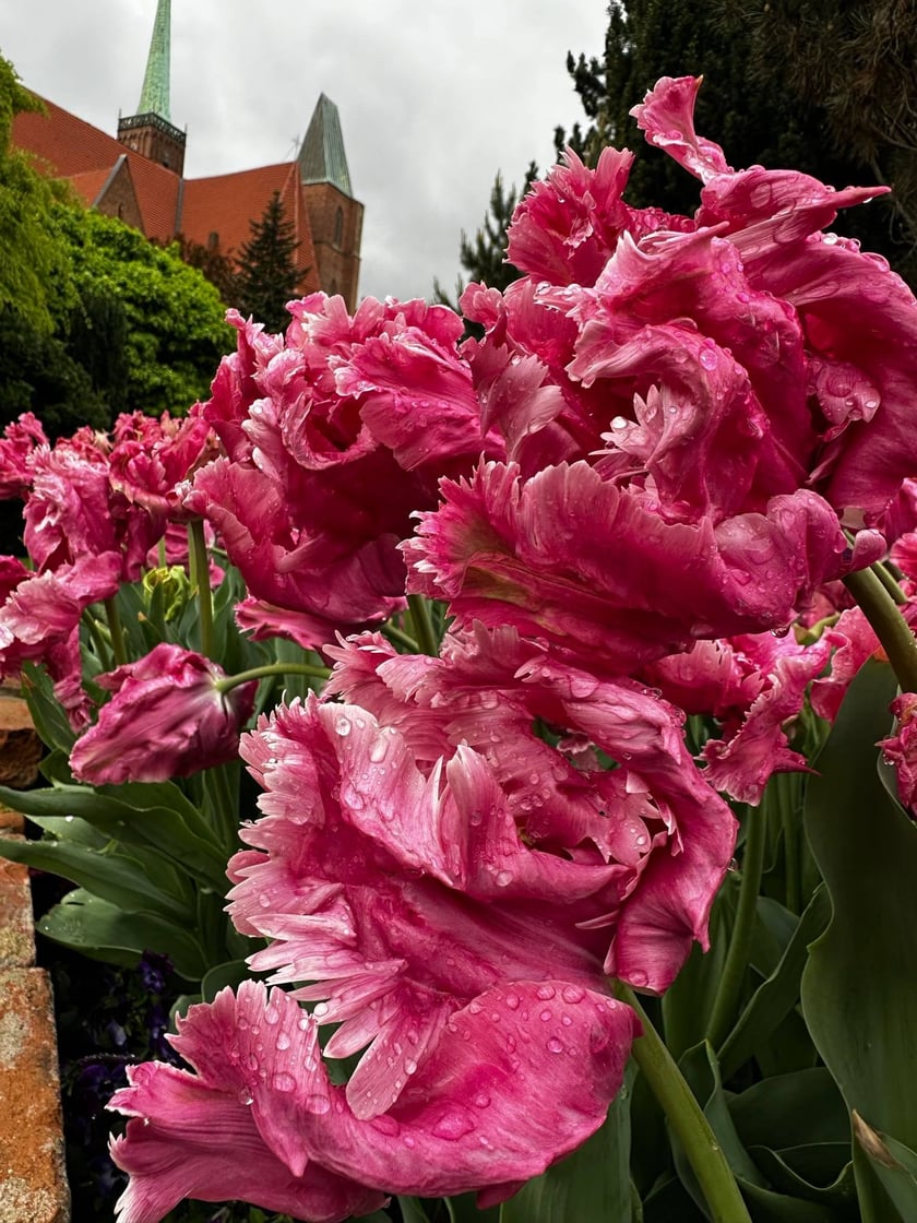 Tulipany w Ogrodzie Botanicznym UWr