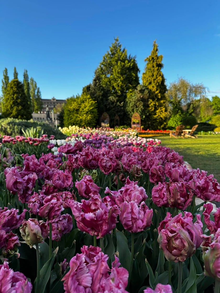 Tulipany w Ogrodzie Botanicznym UWr