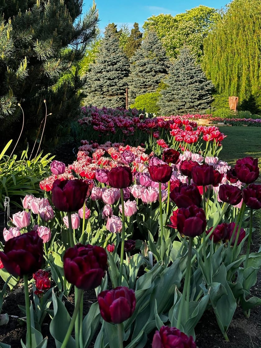Tulipany w Ogrodzie Botanicznym UWr