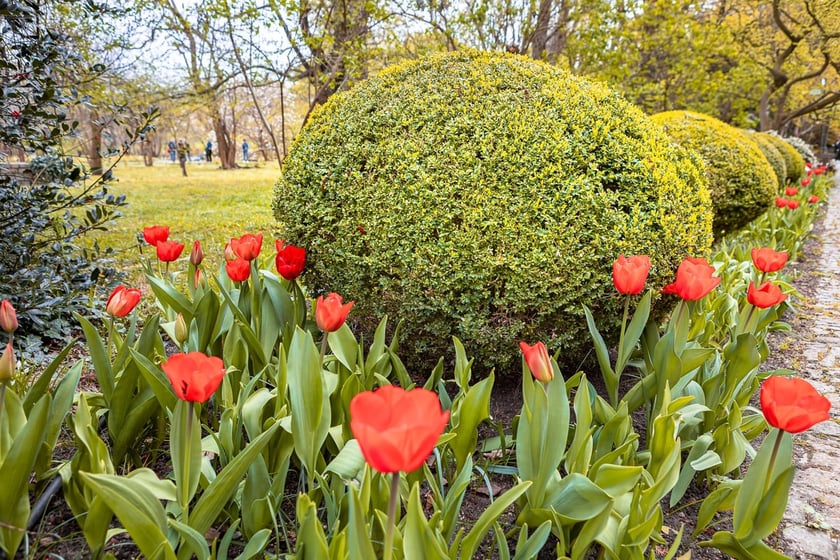 Tulipany w ogrodzie&nbsp;