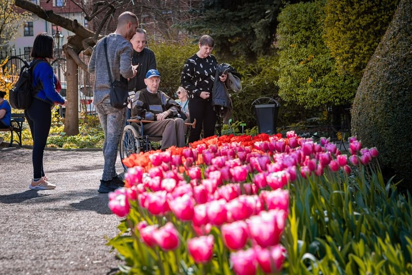 Tulipany i zwiedzający w Ogrodzie Botanicznym UWr