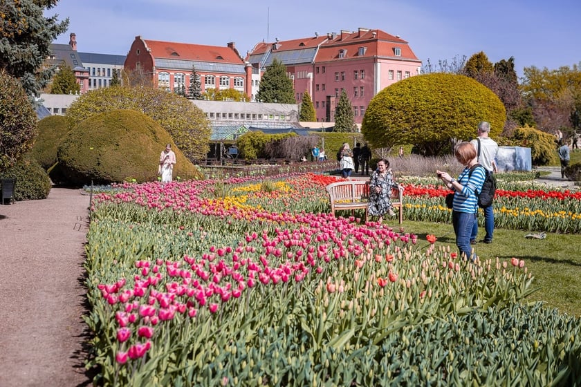 Tulipany w Ogrodzie Botanicznym UWr