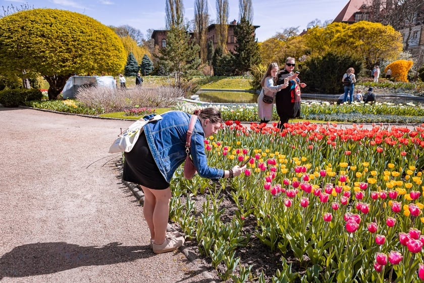 Tulipany i zwiedzający w Ogrodzie Botanicznym UWr