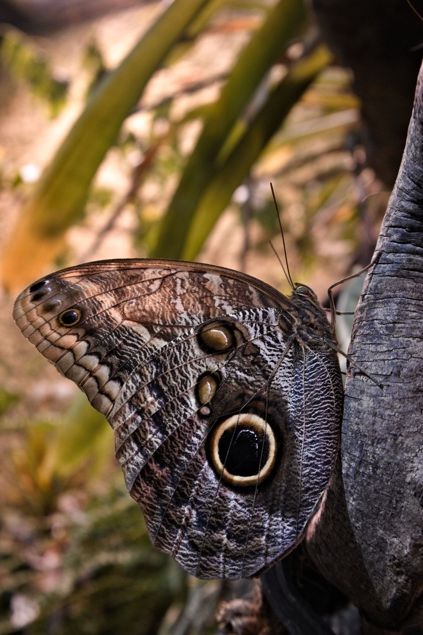 Caligo&nbsp;Memnon, znany r&oacute;wnież jako&nbsp;motyl sowa
