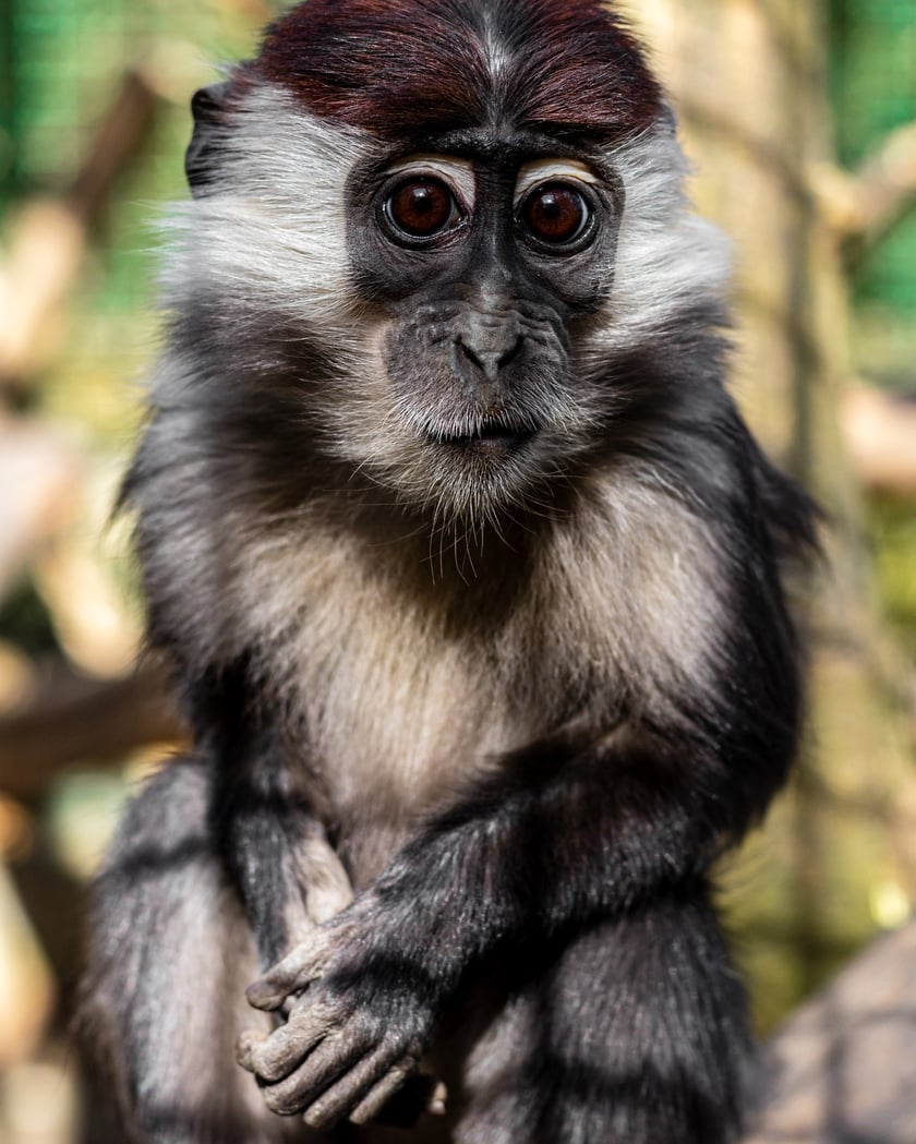 Mangaba rudoczelna&nbsp;