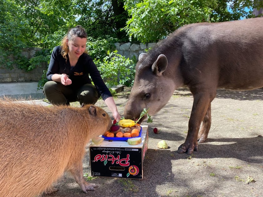 Tapir Sara obchodzi 27 kwietnia swoje święto. Towarzyszą jej opiekunka Pani Agata Kociołek i dwie kapibary