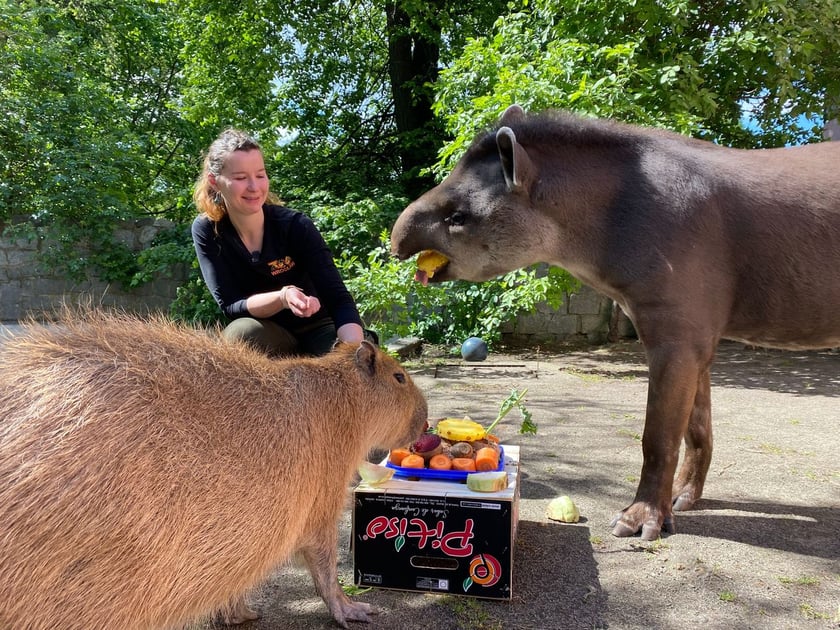 Tapir Sara obchodzi 27 kwietnia swoje święto. Towarzyszą jej opiekunka Pani Agata Kociołek i dwie kapibary