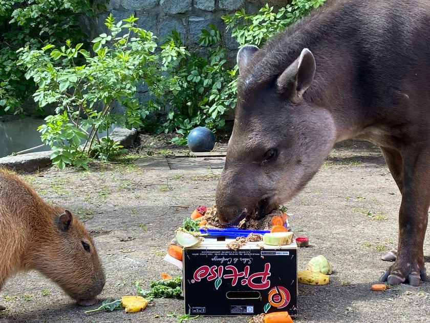 Tapir Sara obchodzi 27 kwietnia swoje święto. Towarzyszą jej opiekunka Pani Agata Kociołek i dwie kapibary
