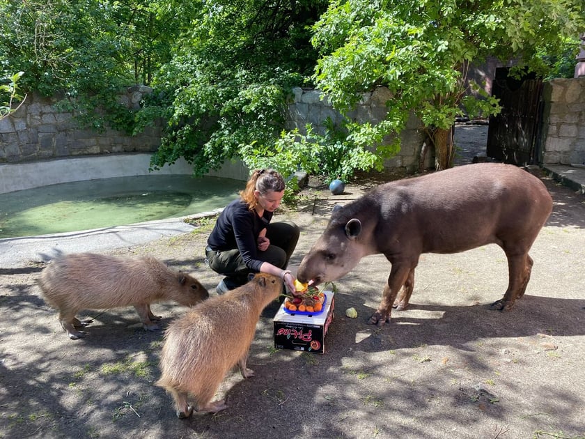 Tapir Sara obchodzi 27 kwietnia swoje święto. Towarzyszą jej opiekunka Pani Agata Kociołek i dwie kapibary