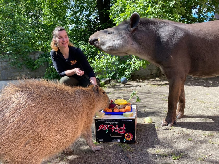 Tapir Sara obchodzi 27 kwietnia swoje święto. Towarzyszą jej opiekunka Pani Agata Kociołek i dwie kapibary