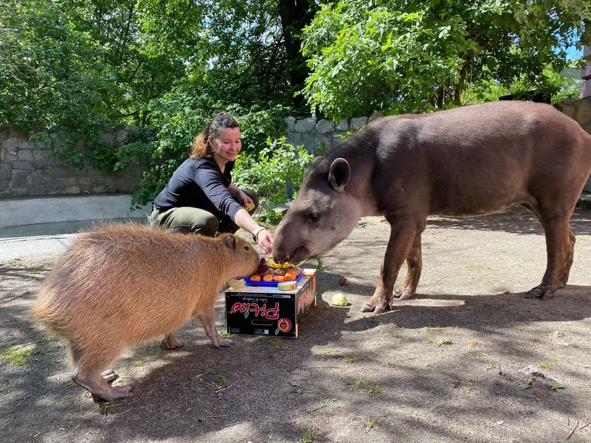 Tapir Sara obchodzi 27 kwietnia swoje święto. Towarzyszą jej opiekunka Pani Agata Kociołek i dwie kapibary