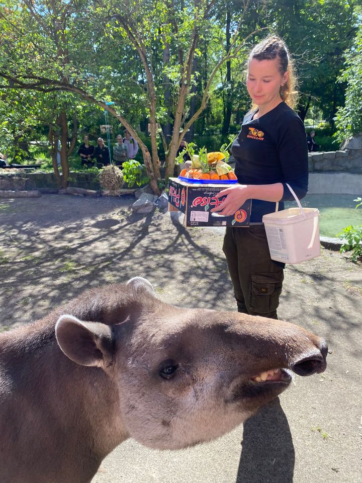 <p>Tapir Sara obchodzi 27 kwietnia swoje święto. Towarzyszą jej opiekunka Pani Agata Kociołek i dwie kapibary</p>