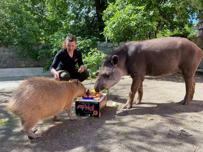 Tapir Sara obchodzi 27 kwietnia swoje święto. Towarzyszą jej opiekunka Pani Agata Kociołek i dwie kapibary