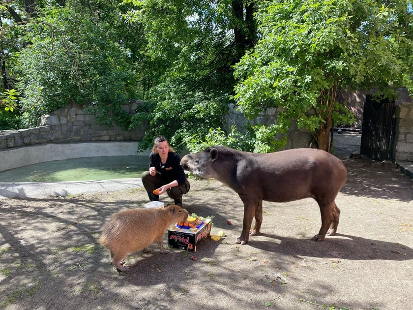 Tapir Sara obchodzi 27 kwietnia swoje święto. Towarzyszą jej opiekunka Pani Agata Kociołek i dwie kapibary