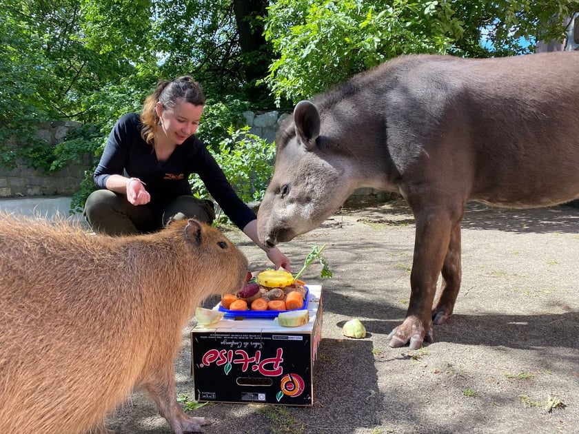 Tapir Sara obchodzi 27 kwietnia swoje święto. Towarzyszą jej opiekunka Pani Agata Kociołek i dwie kapibary