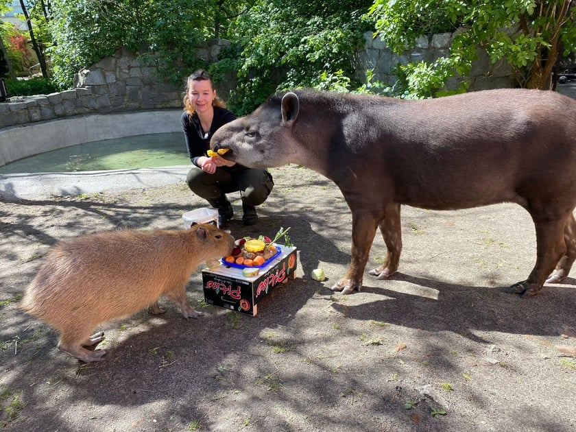 Tapir Sara obchodzi 27 kwietnia swoje święto. Towarzyszą jej opiekunka Pani Agata Kociołek i dwie kapibary