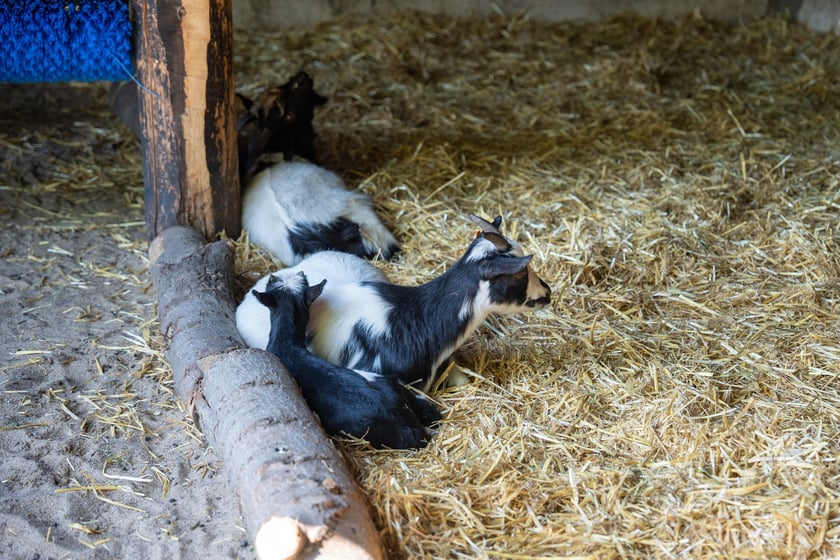 Dziedziniec Zwierzęcy w Zoo Wrocław po ponownym otwarciu