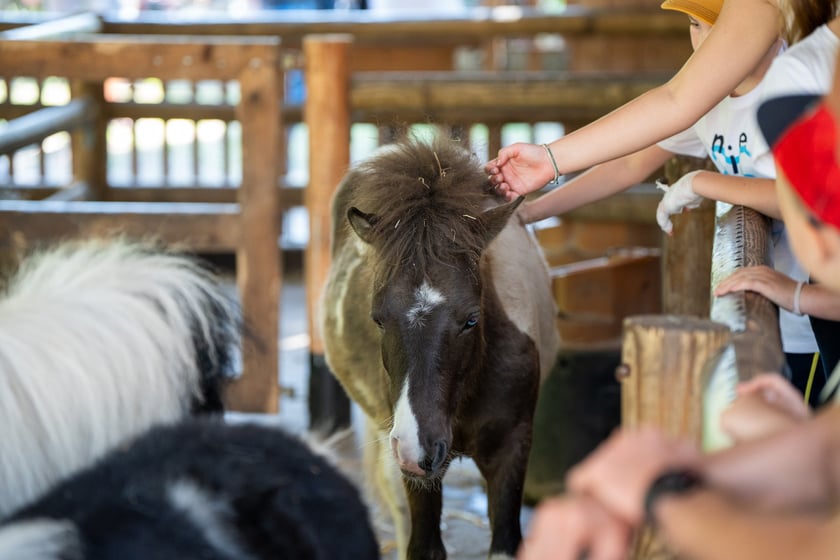 Dziedziniec Zwierzęcy w Zoo Wrocław po ponownym otwarciu