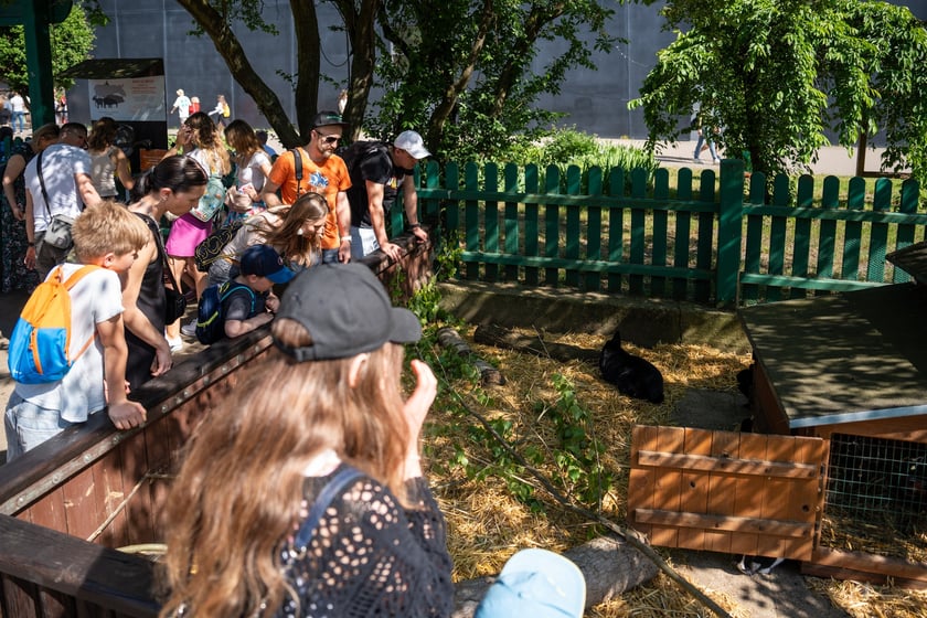 Dziedziniec Zwierzęcy w Zoo Wrocław po ponownym otwarciu