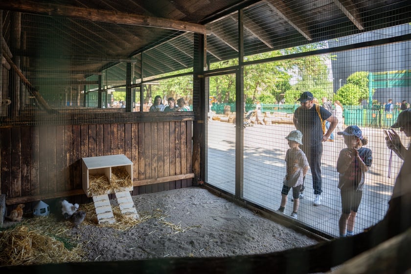 Dziedziniec Zwierzęcy w Zoo Wrocław po ponownym otwarciu