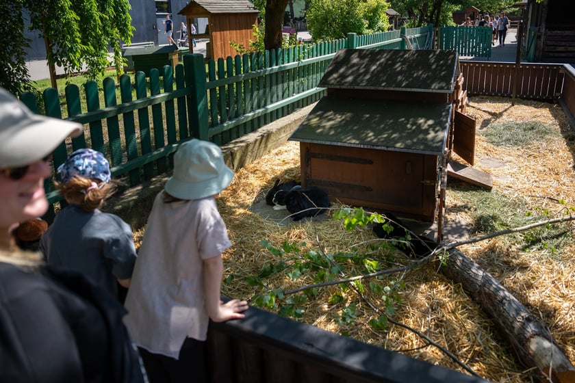 Dziedziniec Zwierzęcy w Zoo Wrocław po ponownym otwarciu