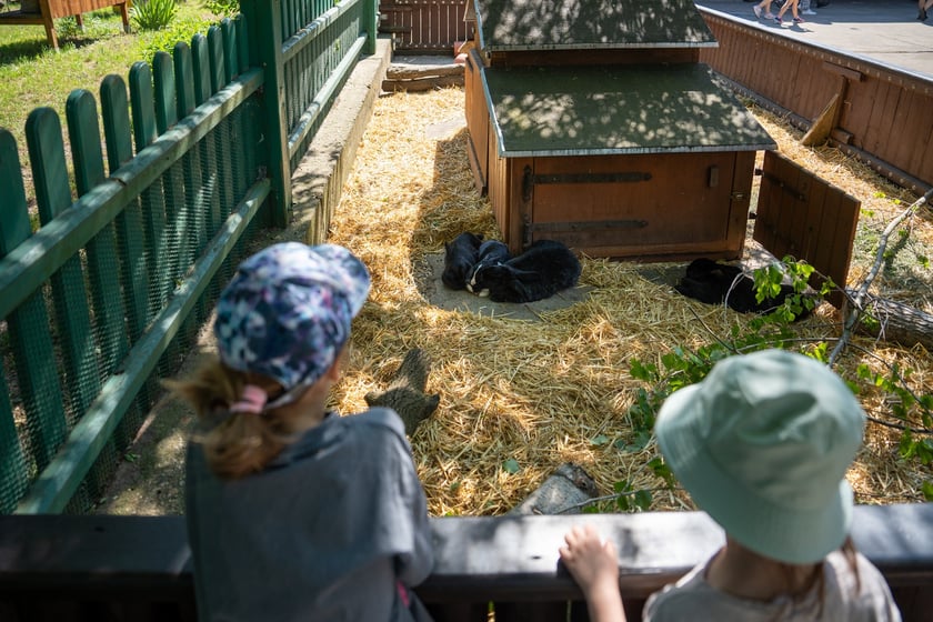 Dziedziniec Zwierzęcy w Zoo Wrocław po ponownym otwarciu