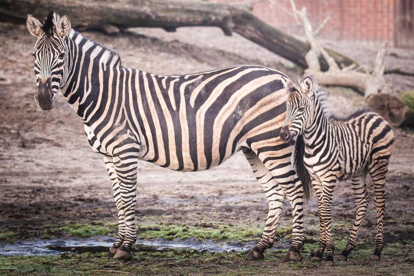Młoda zebra z mamą