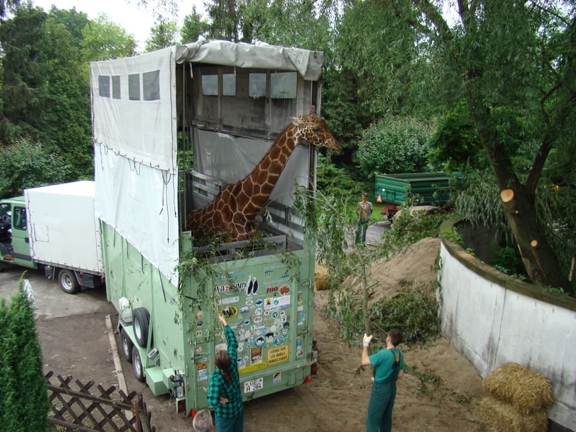 Powiększ obraz: <p>Transport żyrafy</p>
