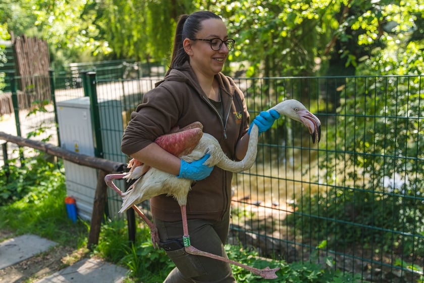 Przeprowadzka flamingów