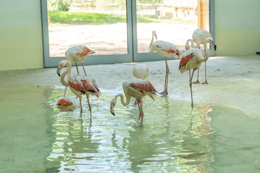 Przeprowadzka flamingów
