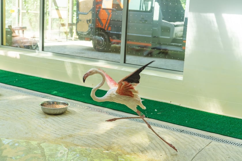 Przeprowadzka flamingów