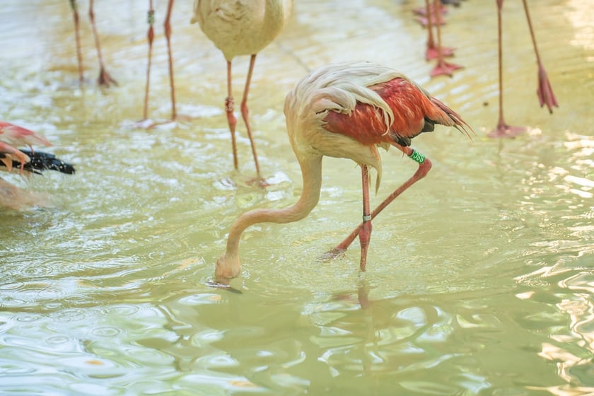 Przeprowadzka flamingów