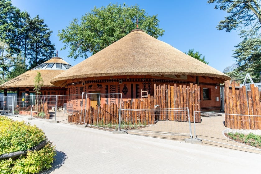 Budowa nowej lwiarni we wrocławskim Zoo na ostatniej prostej