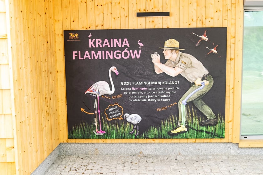 Nowy dom flamingów