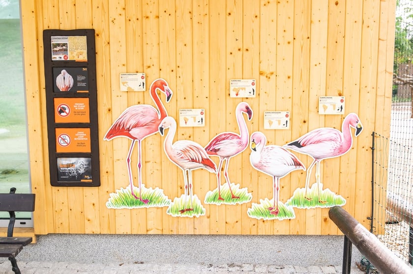 Nowy dom flamingów