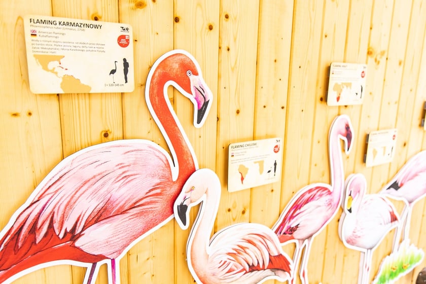 Nowy dom flamingów