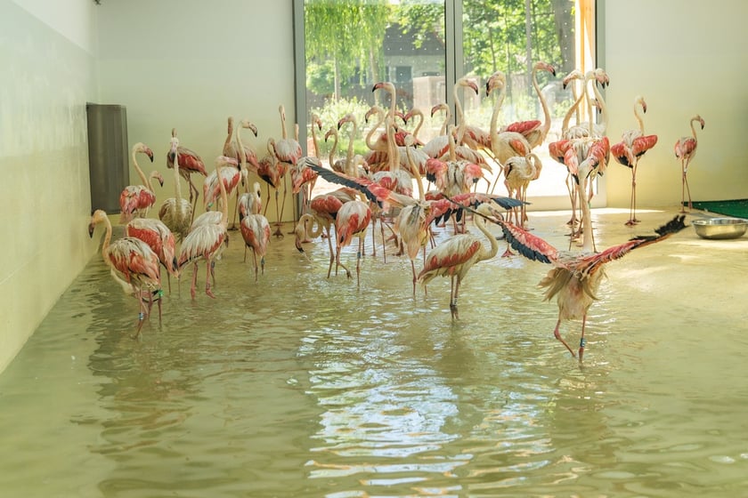 Nowy dom flamingów