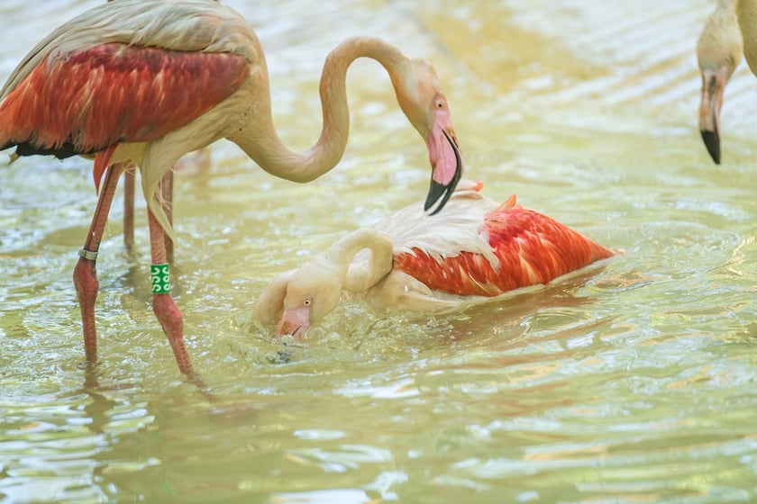 Nowy dom flamingów