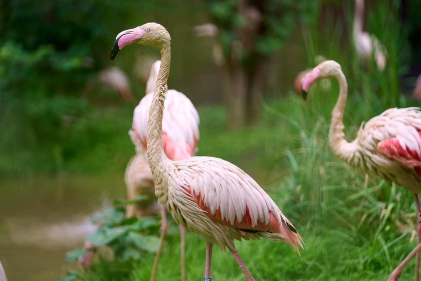 Nowy dom flamingów